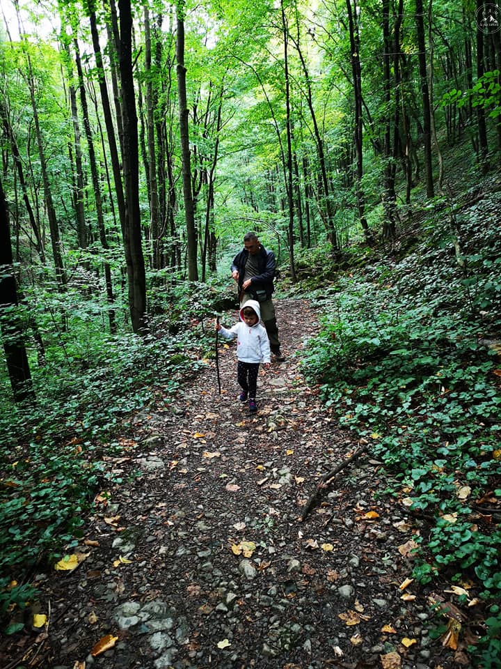 Cascada Șușara – traseu revigorant prin pădure