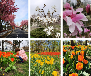 Plimbare printre magnolii, cireși japonezi și lalele – traseu tematic floral prin Timișoara