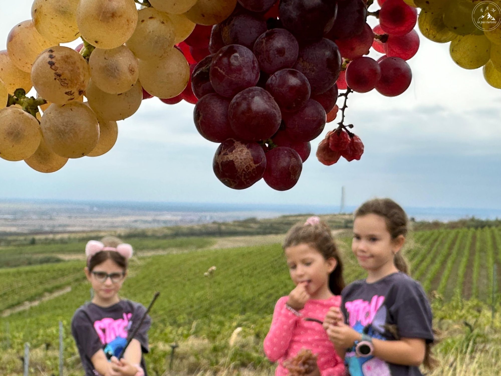 Turism viticol – cules de struguri, degustare vin, plimbări prin vie pe dealurile Silagiului în podgoria Cramei Aramic, Timiș